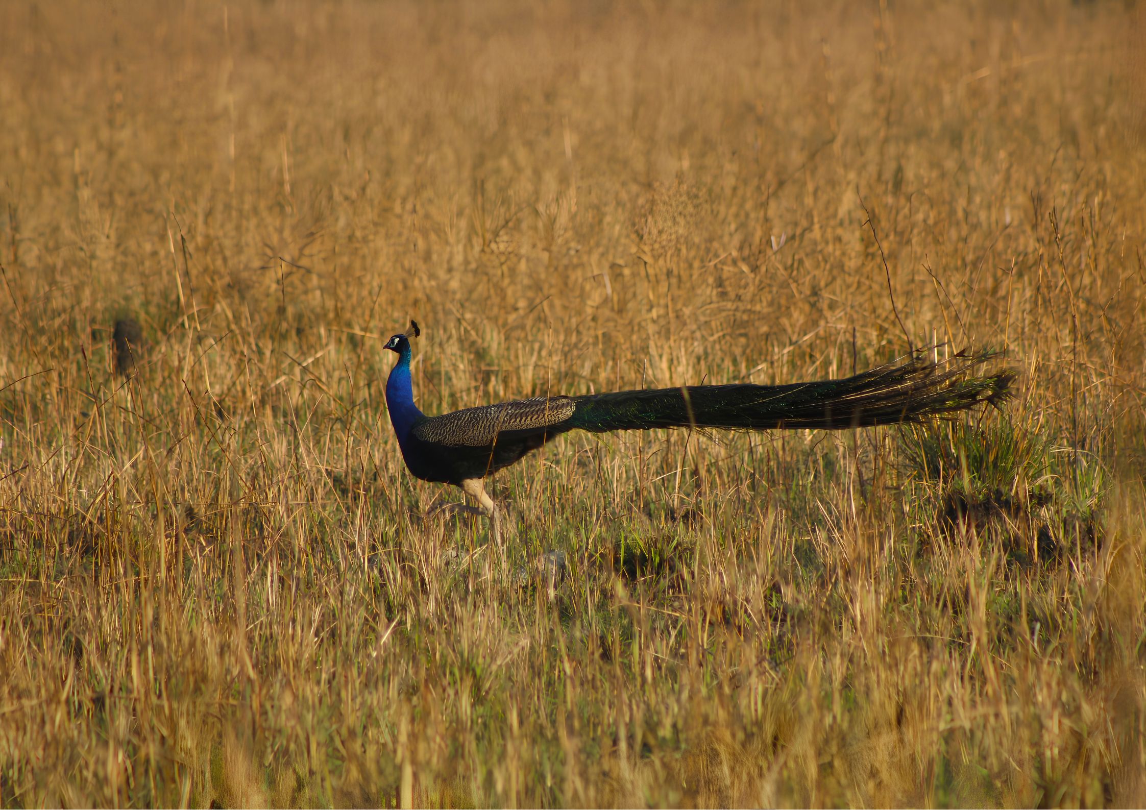 Peacock displaying plumage at Shuklaphanta